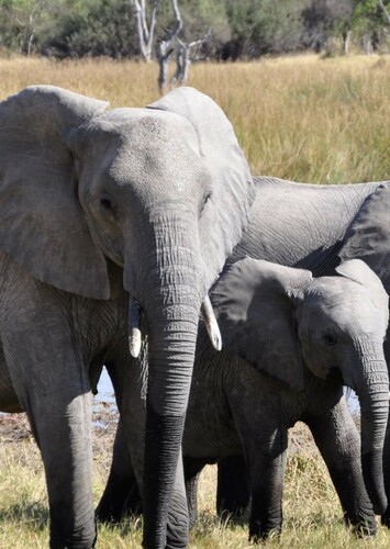 African Elephant