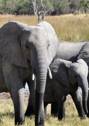 African Elephant