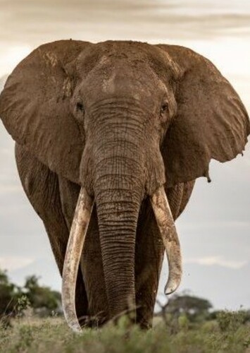 African Elephant