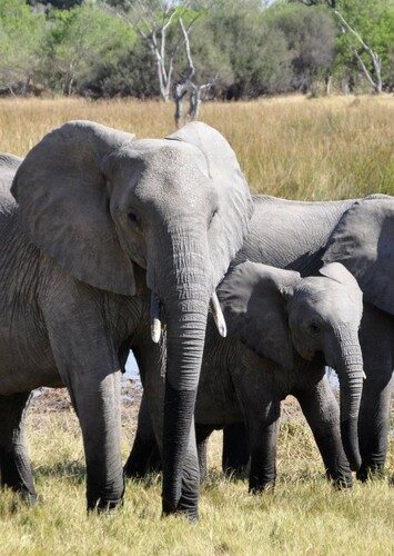 African Elephant