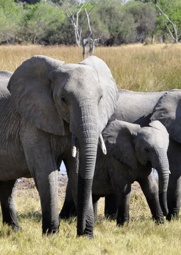 African Elephant