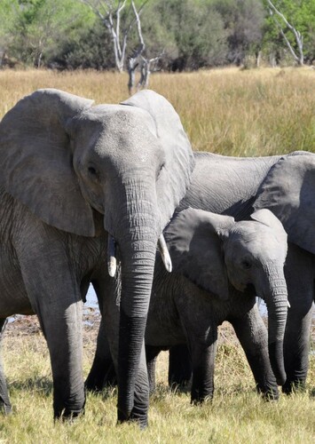 African Elephant