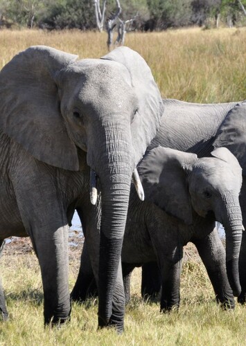 African Elephant