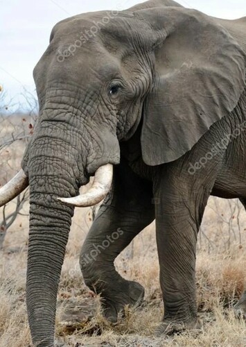 African Elephant