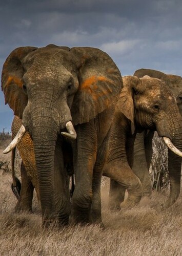 African Elephant