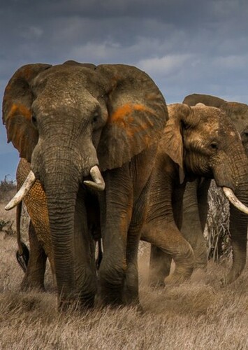 African Elephant