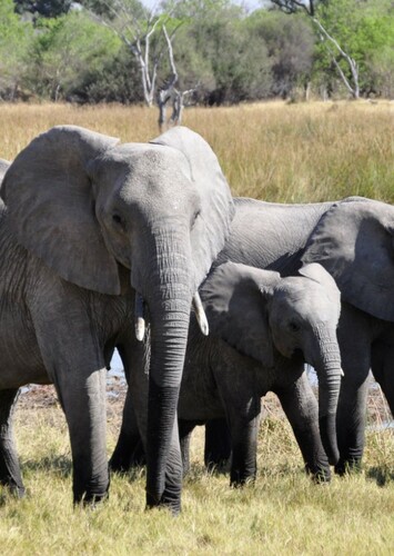African Elephant