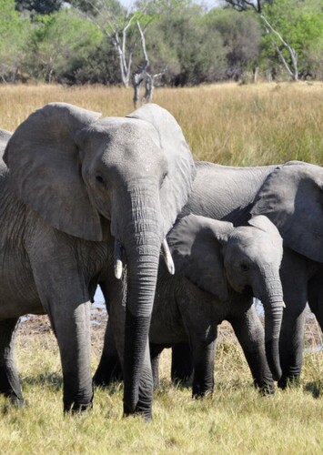 African Elephant