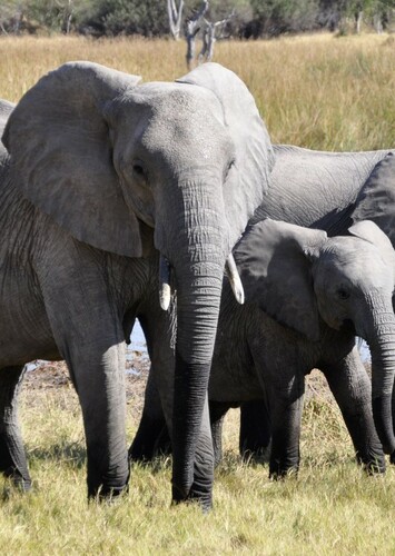 African Elephant