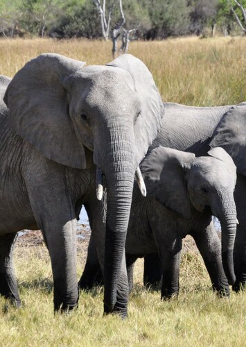 African Elephant