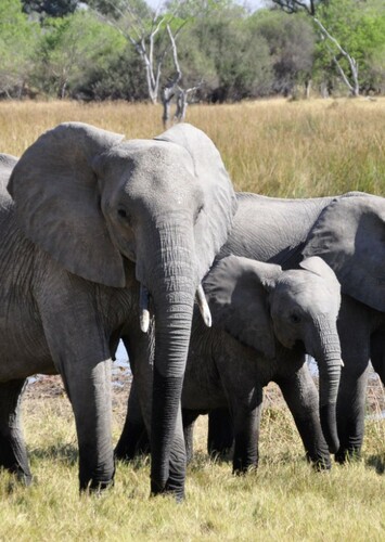 African Elephant