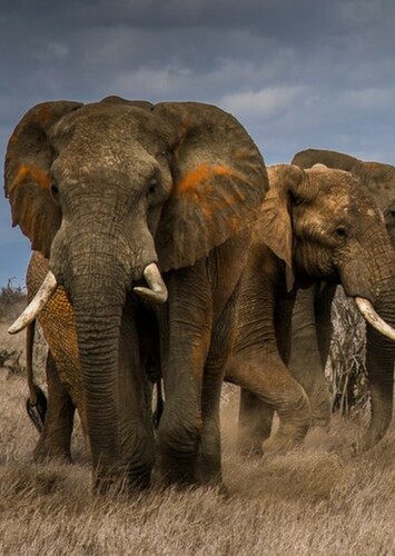 African Elephant