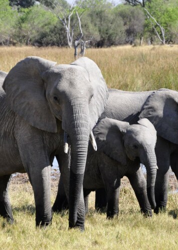 African Elephant