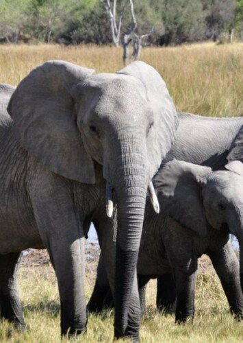 African Elephant