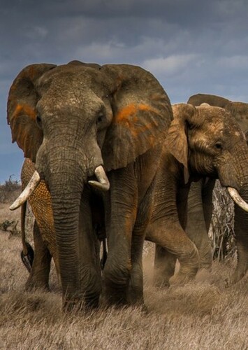 African Elephant