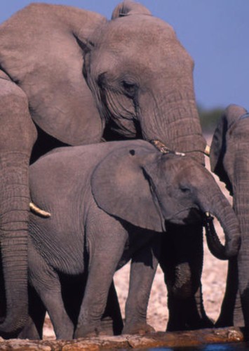 African Elephant