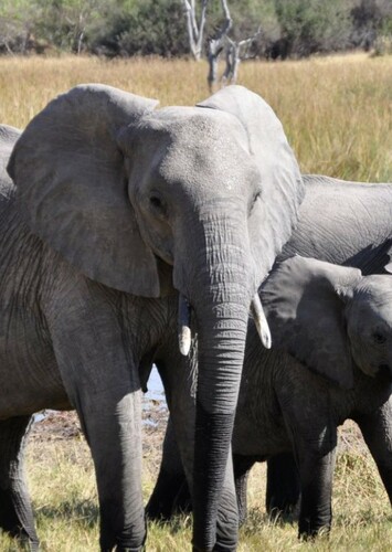 African Elephant