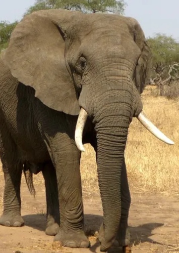 African Elephant