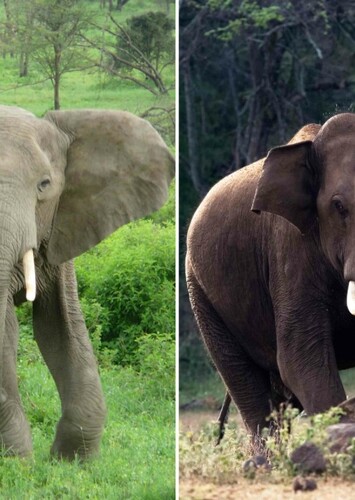 African Elephant/Indian Elephant