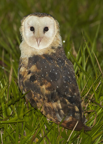 African Grass Owl