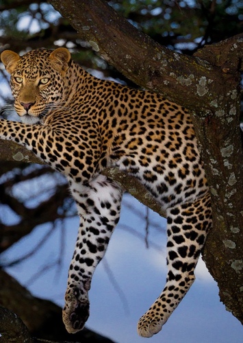 Lucy the African Leopard