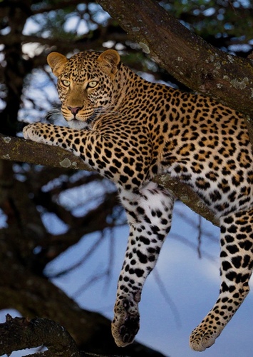 African Leopard