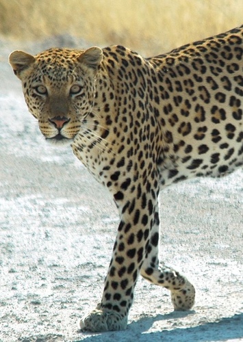 African Leopard