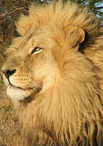 African Lion