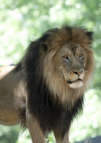 African Lion
