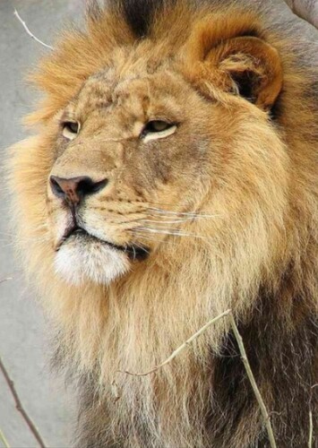 African Lion