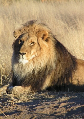 African Lion