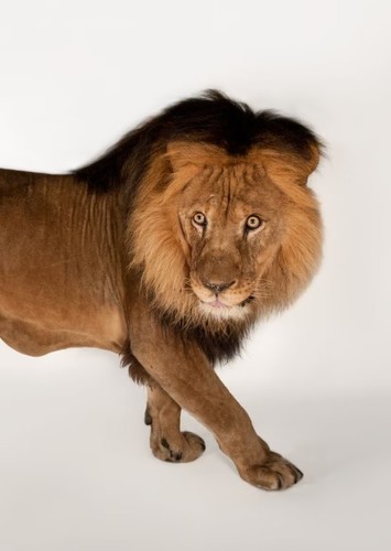 African Lion