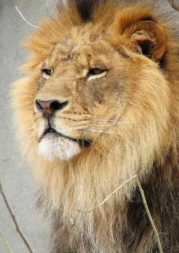 African Lion