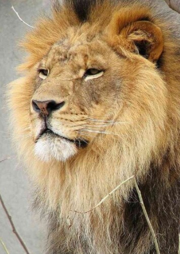 African Lion