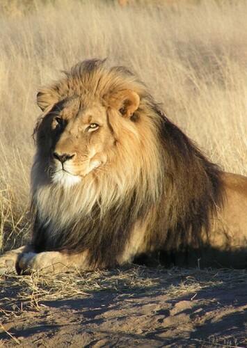 African Lion