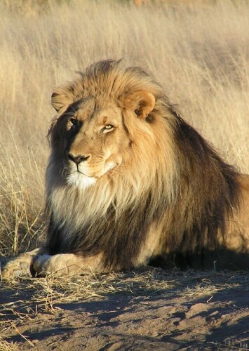 African Lion