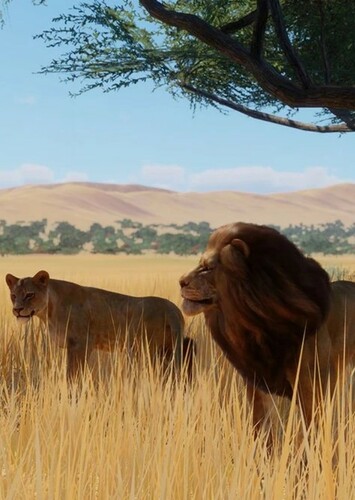African Lion