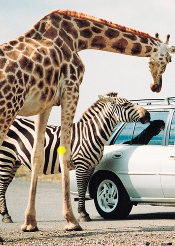 African Lion Safari
