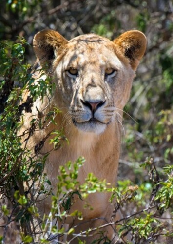 African Lioness