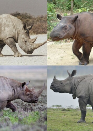 African Rhino/Indian Rhino