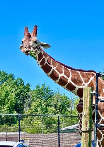 African Safari Wildlife Park