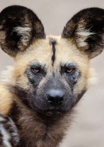 African Wild Dog