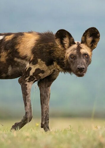 African Wild Dog