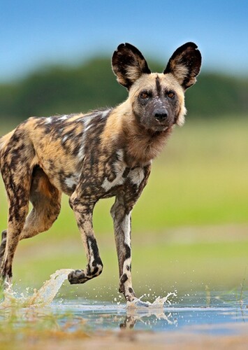 African Wild Dog