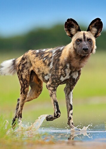 African Wild Dog