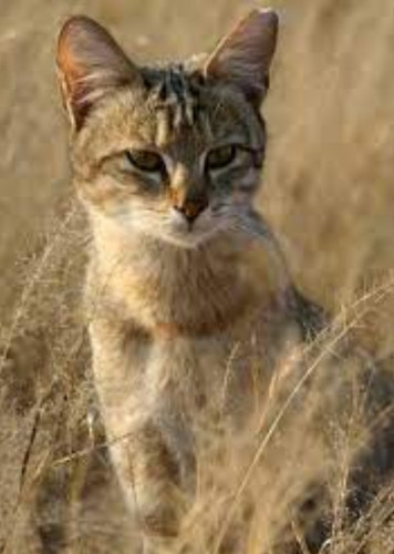 African Wildcat