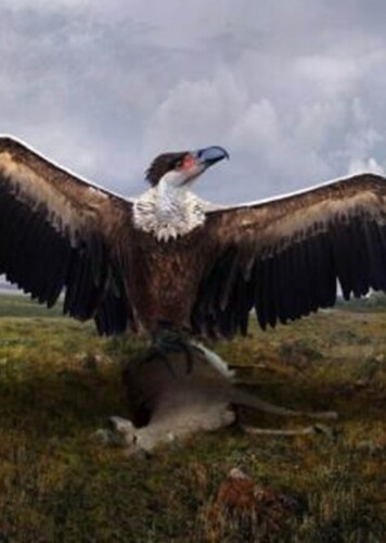Aiolornis