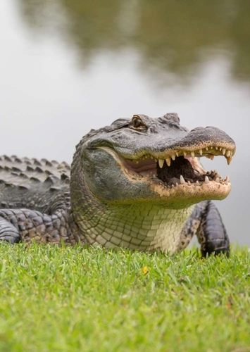 AJ the Alligator