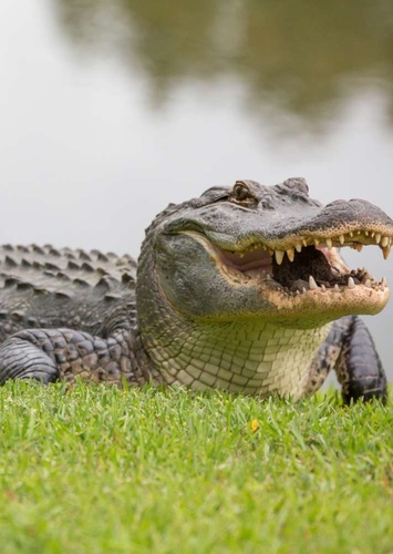 AJ the American Alligator