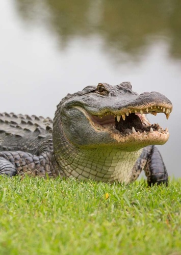 AJ The American Alligator